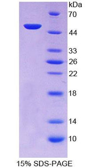 Figure 1. SDS-PAGE