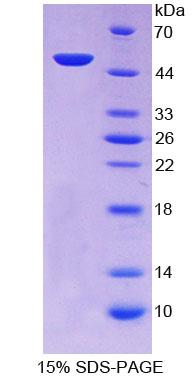 Figure 1. SDS-PAGE