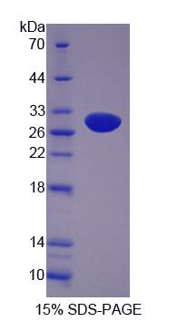 Figure 1. SDS-PAGE