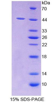 Figure 1. SDS-PAGE