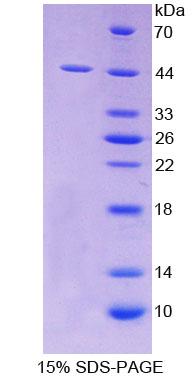 Figure 1. SDS-PAGE