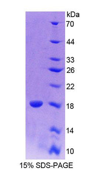 Figure 1. SDS-PAGE