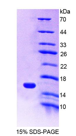 Figure 1. SDS-PAGE