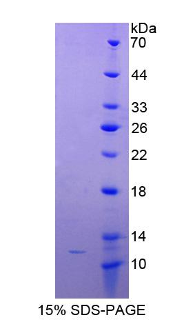 Figure 1. SDS-PAGE