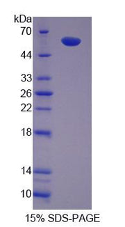 Figure 1. SDS-PAGE