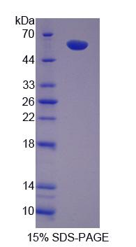 Figure 1. SDS-PAGE