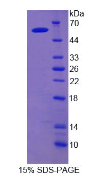 Figure 1. SDS-PAGE