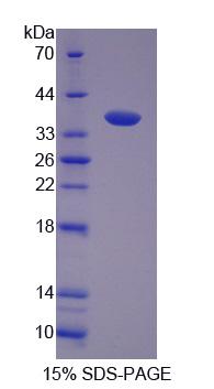 Figure 1. SDS-PAGE
