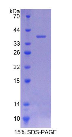 Figure 1. SDS-PAGE