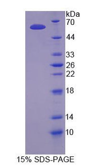 Figure 1. SDS-PAGE