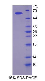 Figure 1. SDS-PAGE