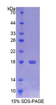 Figure 1. SDS-PAGE
