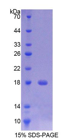Figure 1. SDS-PAGE