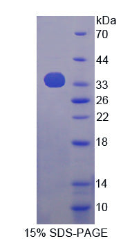 Figure 1. SDS-PAGE