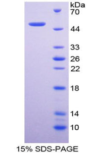 Figure 1. SDS-PAGE