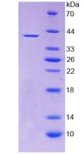 Figure 2. SDS-PAGE