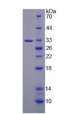 Figure 2. SDS-PAGE