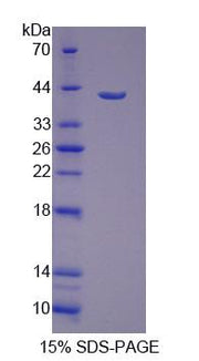 Figure 1. SDS-PAGE