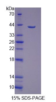 Figure 1. SDS-PAGE