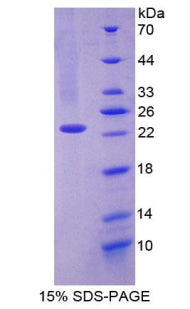 Figure 1. SDS-PAGE