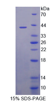 Figure 1. SDS-PAGE