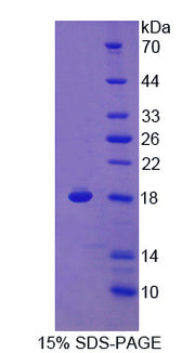Figure 1. SDS-PAGE