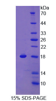 Figure 1. SDS-PAGE