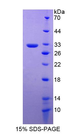 Figure 1. SDS-PAGE