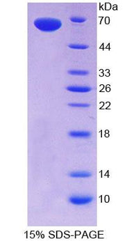Figure 1. SDS-PAGE