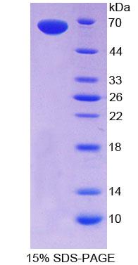 Figure 1. SDS-PAGE