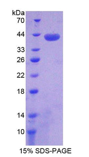 Figure 1. SDS-PAGE