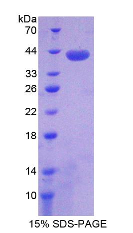 Figure 1. SDS-PAGE