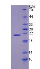 Figure 2. SDS-PAGE