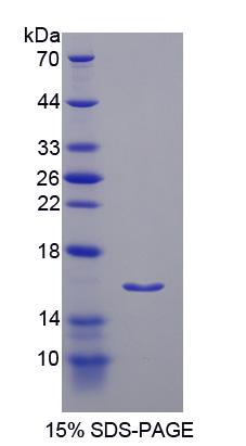 Figure 1. SDS-PAGE
