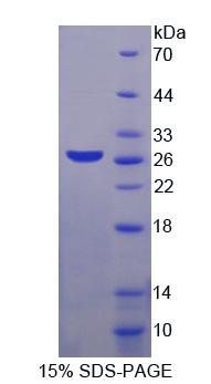 Figure 1. SDS-PAGE