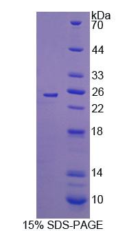 Figure 1. SDS-PAGE