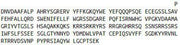Recombinant Vitronectin (VTN), RPU53731