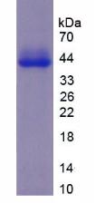 Figure 3. SDS-PAGE