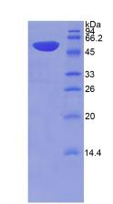 Figure 2. SDS-PAGE