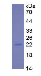 Figure 3. SDS-PAGE