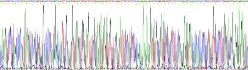 Eukaryotic Fibronectin Type III Domain Containing Protein 5 (FNDC5), RPU53734