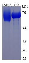 Figure 3. SDS-PAGE