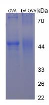 Figure 3. SDS-PAGE