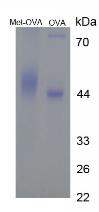 Figure 2. SDS-PAGE