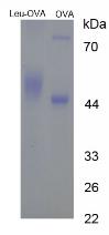 Figure 2. SDS-PAGE