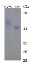 Figure 2. SDS-PAGE