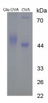 Figure 3. SDS-PAGE