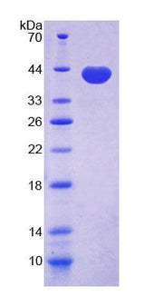 Figure 1. SDS-PAGE