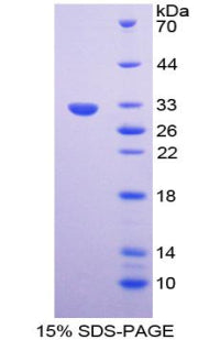 Figure 1. SDS-PAGE
