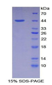 Figure 1. SDS-PAGE